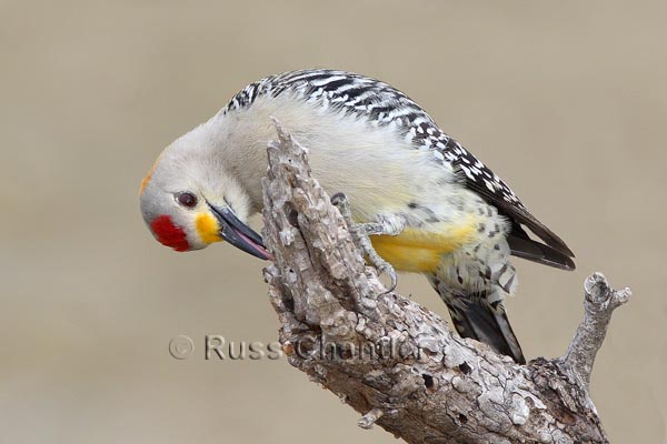 Golden-fronted Woodpecker © Russ Chantler